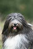 TERRIER DU TIBET 325